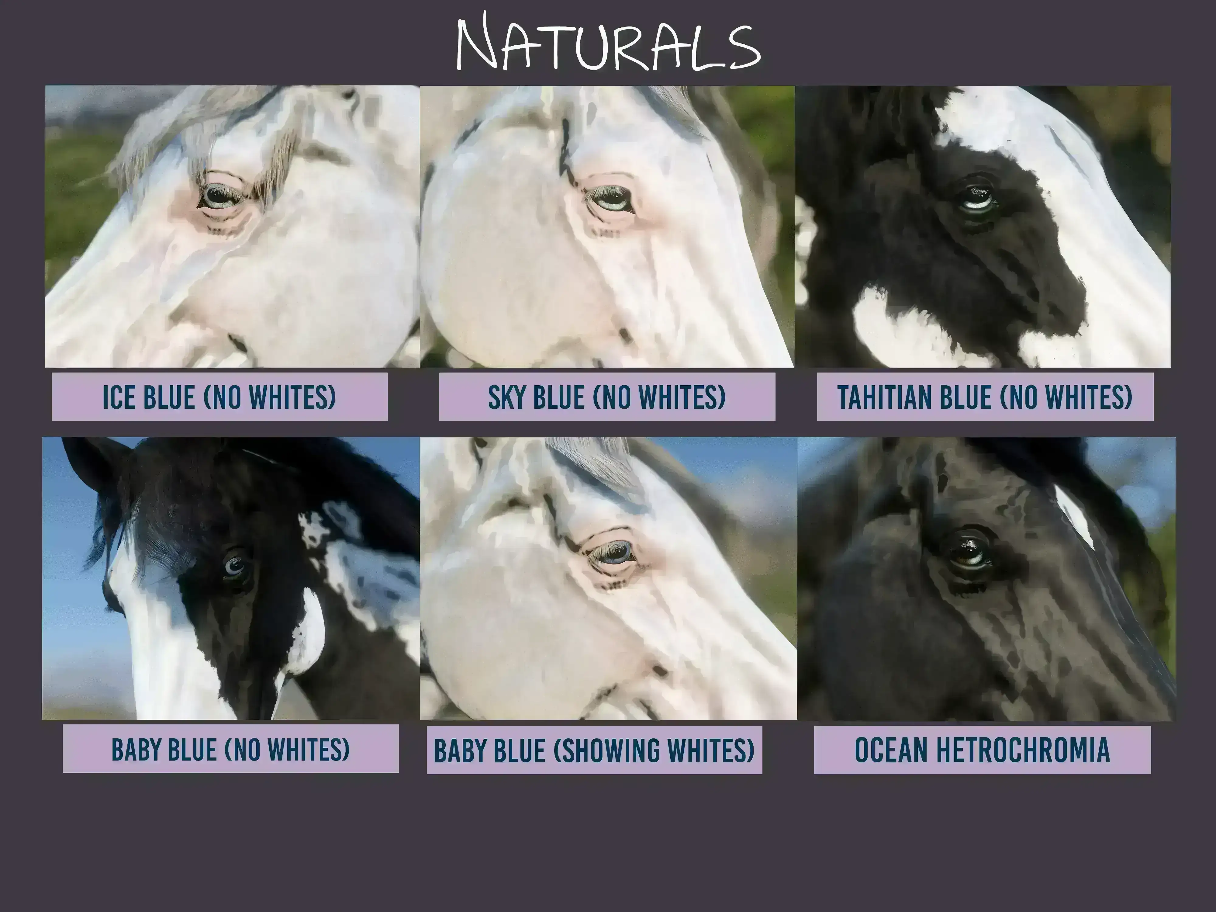 4803.webp Realistic Horse Eyes 真实马眼MOD